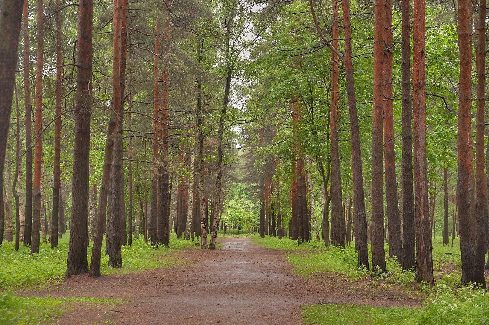 Хвойная петербург. Парк Сосновка в Санкт-Петербурге. Санкт-Петербург Выборгский район парк Сосновка. Лесопарк Сосновка в СПБ. СПБ Сосновый Бор Сосновый парк.