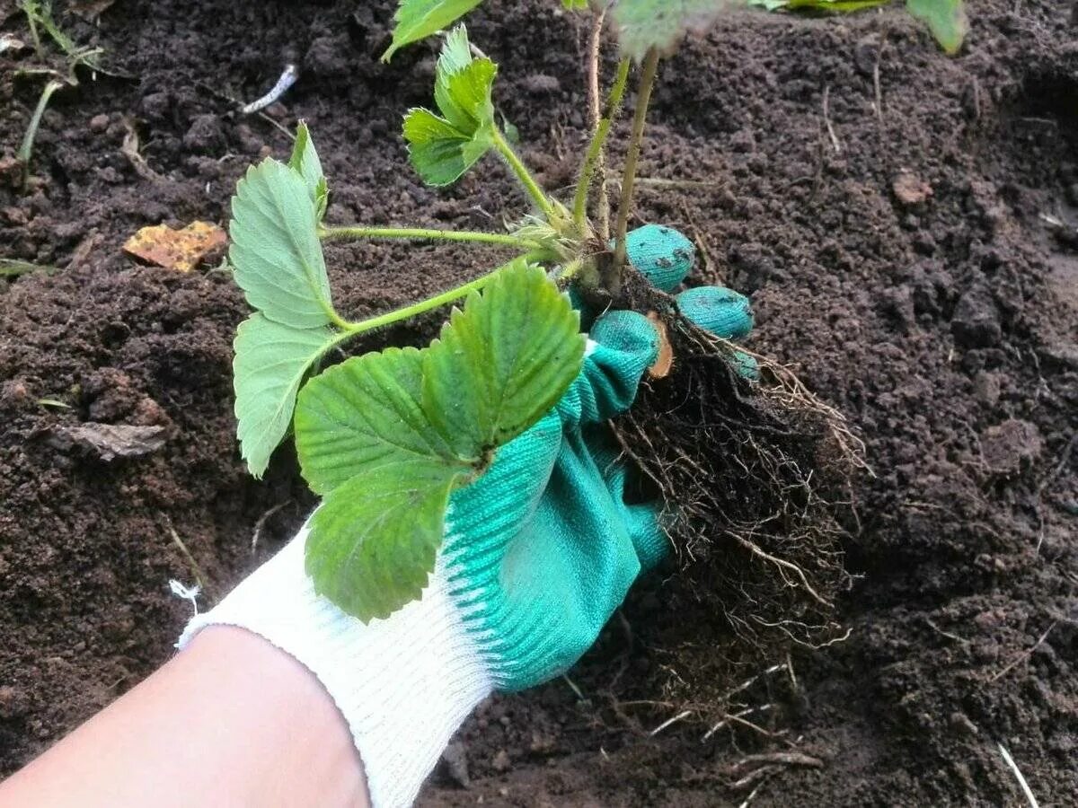 Когда можно пересаживать клубнику на новое место. Клубника ремонтантная рассада. Фриго саженцы малины. Посадка клубней. Посадка клубники.