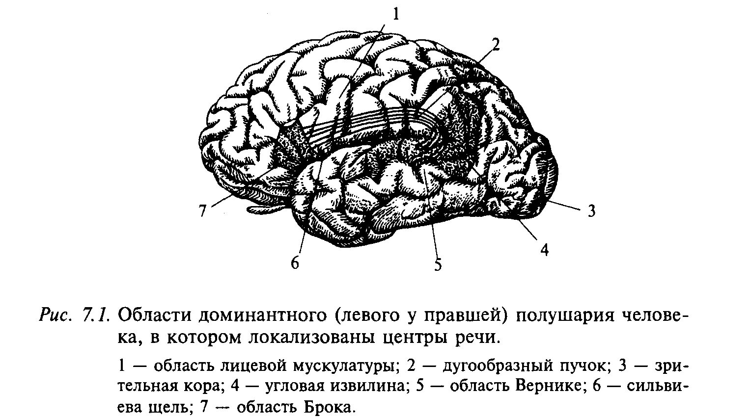 Развитие зон мозга. Речевые зоны коры левого полушария мозга у правшей. Речевые центры коры головного мозга нейрофизиология. Центры речи в коре левого полушария. Речевые зоны коры головного мозга Брока.