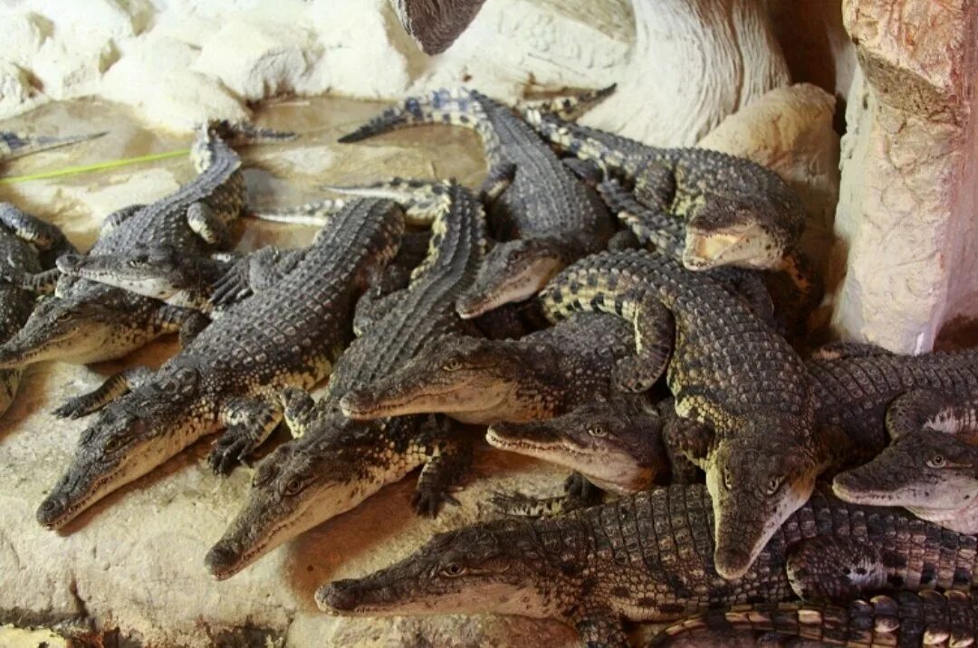 Ялтинский крокодиляриум (крокодиловая ферма). Ялта ялтинский крокодиляриум. Ялтинский крокодиляриум. Ялтинский крокодиляриум. Крокодилья ферма ялта.