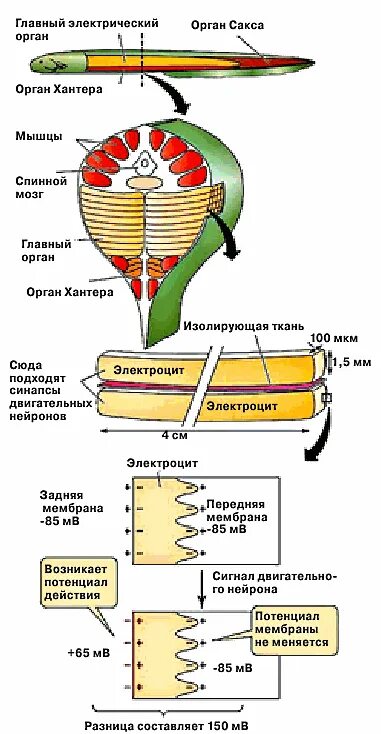 Электрический угорь строение электрических органов. Электрические угри как вырабатывают ток. Строение электрического органа ската. Как электрический угорь вырабатывает электричество.