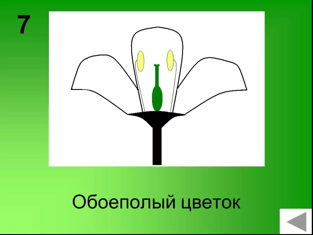 Признаки обоеполых. Обоеполый цветок. Схема самоопыления. Модель обоеполого цветка. Обоеполые и бесполые цветки.