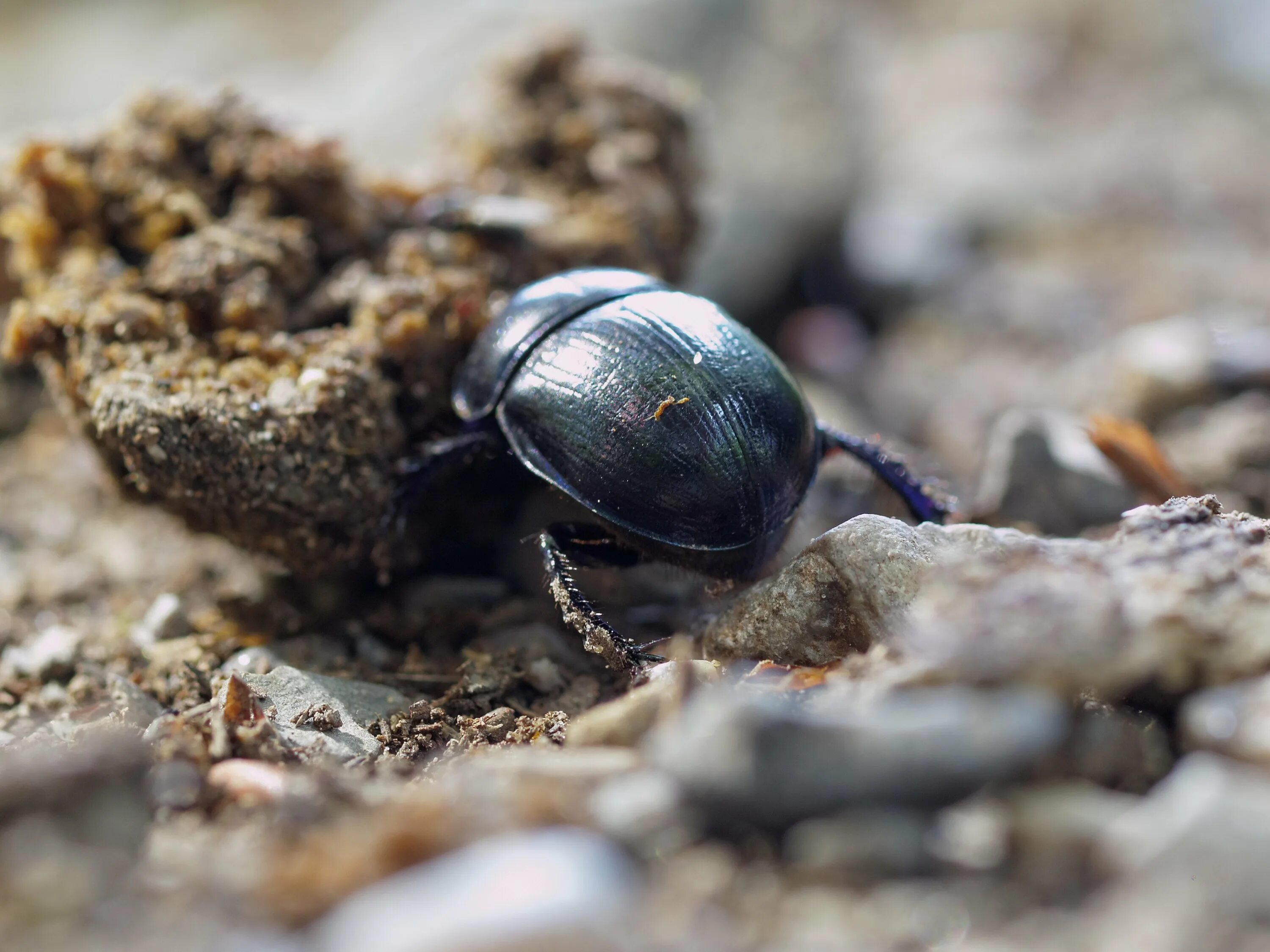 Жук скарабей в какой природной зоне. Scarabaeus Sacer. Священный скарабей. Египетские навозники. Личинка жука скарабея.