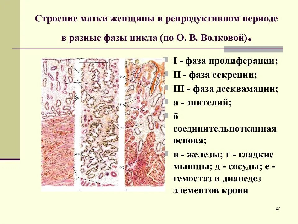 Эндометрий десквамация. Строение матки гистология препарат. Десквамация эндометрия гистология. Десквамация эпителия гистология. Гистологическое строение эндометрия.