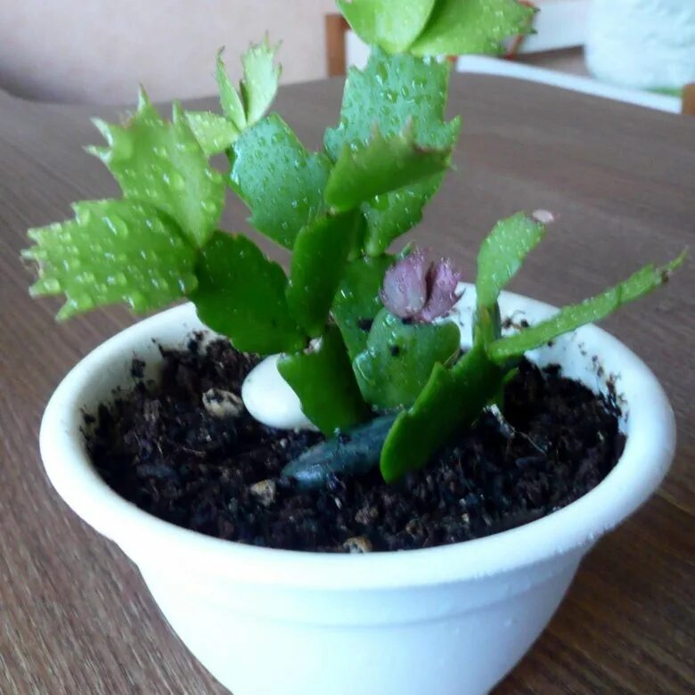 шлюмбергера плоды.