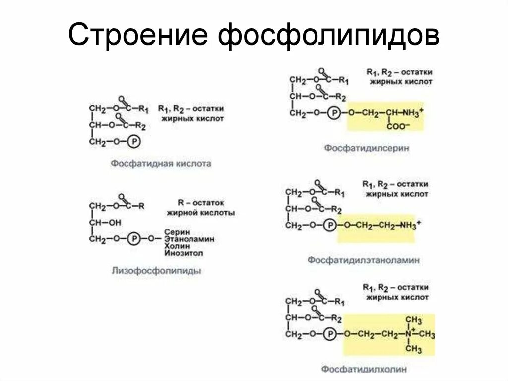 Структурная формула фосфатидной кислоты. Фосфолипиды глицерофосфолипиды. Кислота фосфолипиды. Глицерофосфолипиды биохимия. Липиды, являющиеся производными фосфатидной кислоты - это.