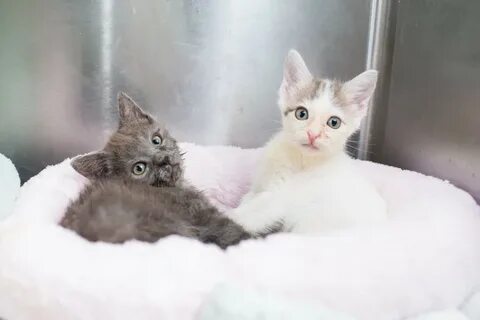 Cat sisters