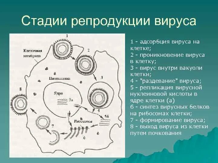 Репродукция вирусов в клетках. Цикл репродукции вирусов этапы. стадии репродукции вирусов микробиология. цикл репродукции вируса герпеса.