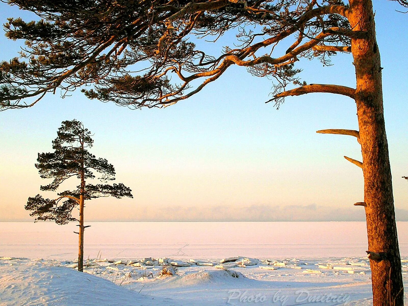 любимая сосна