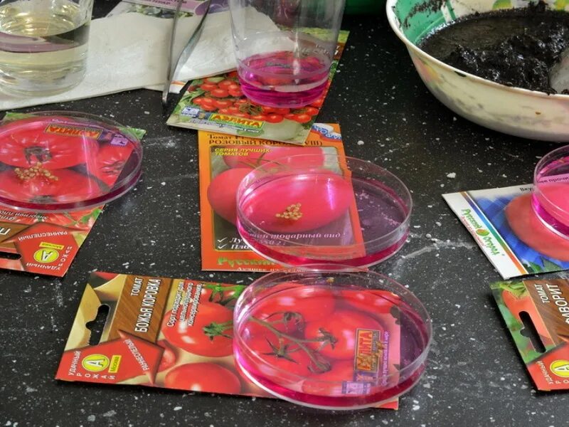 Когда замачиваем семена томатов в марте. Подготовка семян томатов к посеву. Семена в марганцовке. Протравливание семян томатов. Предпосевная обработка семян томатов.