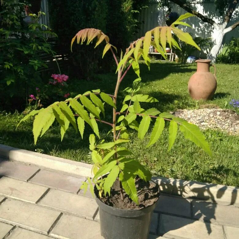 сумак растение семена. сумах дубильный кустарник. сумах семена. сумах семена. сумах оленерогий бонсай.