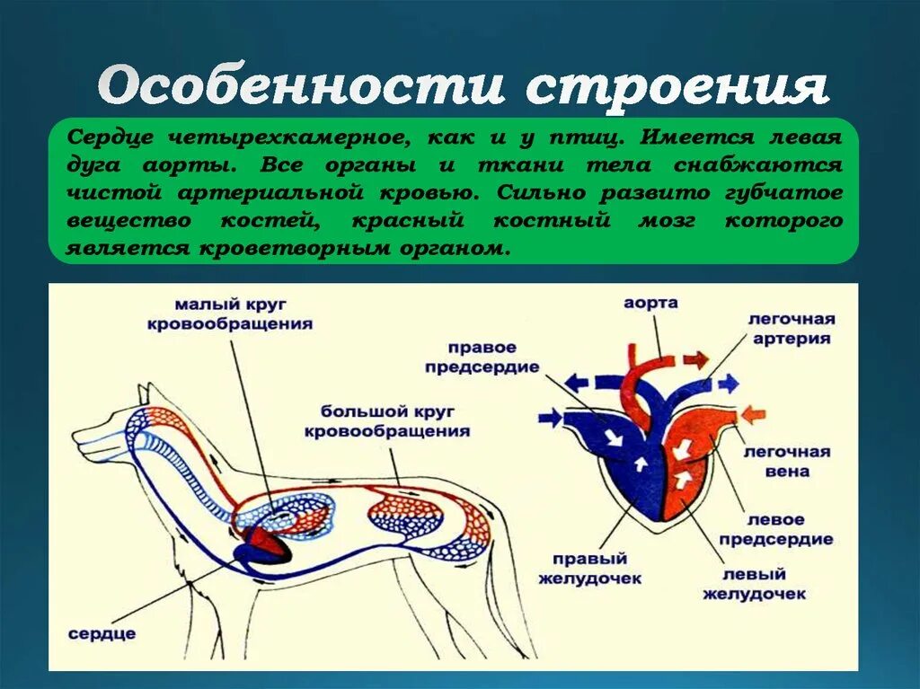 Особенности строения млекопитающих. Движение крови у млекопитающих. Строение сердца млекопитающих. Особенности строения сердца млекопитающих. Какие особенности у млекопитающих