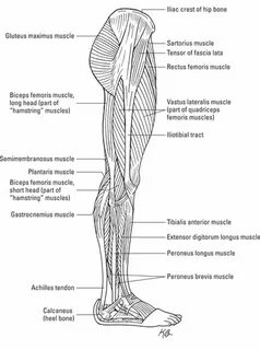 Lower leg