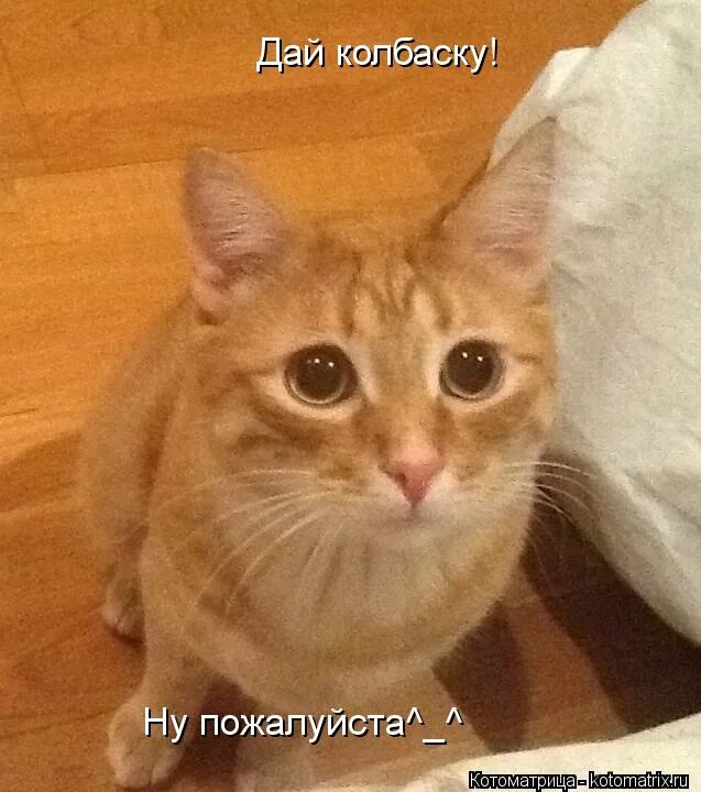 дай колбаски. эх добрая моя душа. добрая душа. ну дай колбаски. дай колбасу.