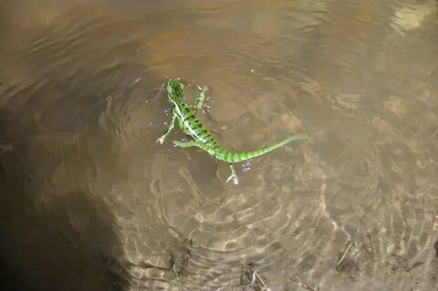 Хамелеон умеет дышать под водой
