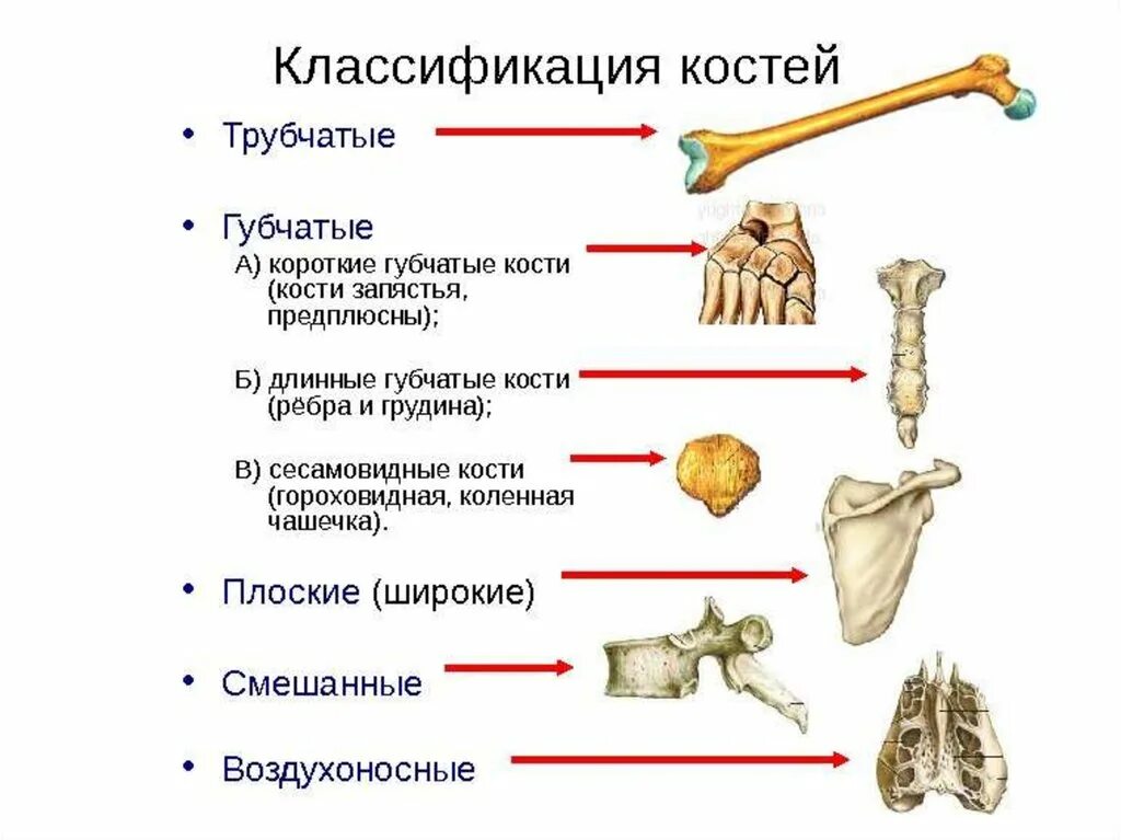 Название трех костей. Классификация костей трубчатые губчатые. Кости трубчатые губчатые плоские смешанные. Трубчатые кости губчатые кости плоские кости. Губчатые трубчатые плоские кости строение.