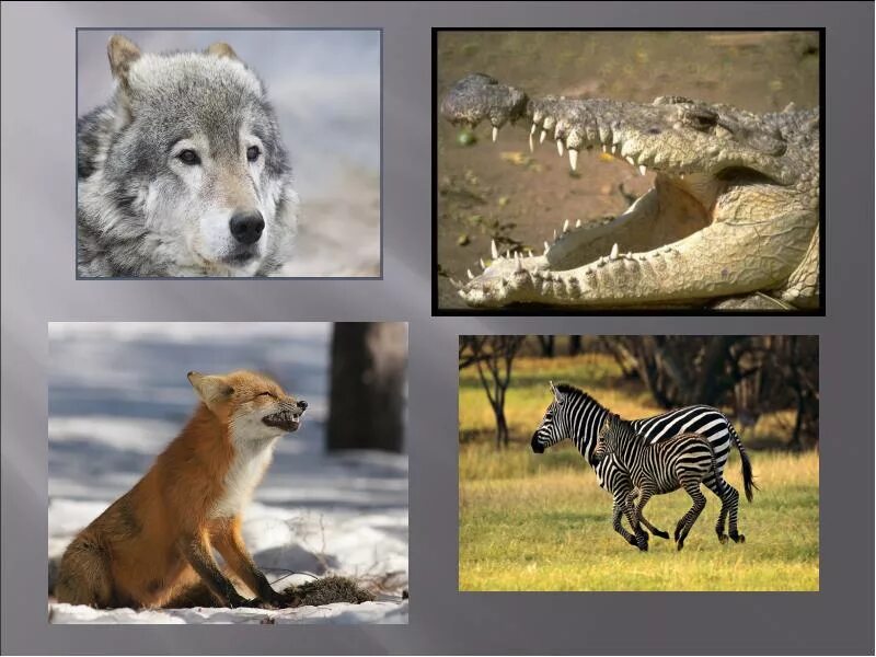 Животные урок 5 класс. Урок по теме животные. Животные на уроке. Тема урока животные. Уроки про животных.