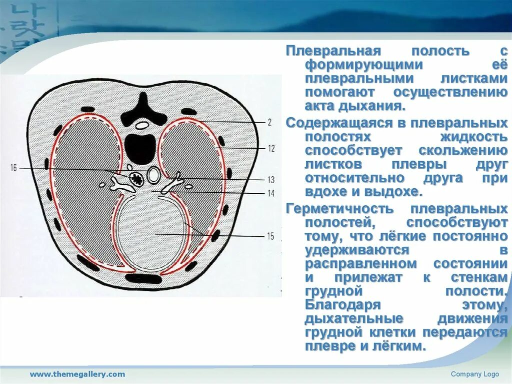 Полость плевры. Плевральная полость. Плевральная полость акты дыхания. Плевральная полость заполнена жидкостью.