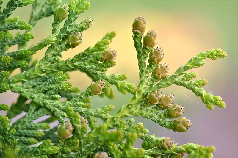 туя западная цветет. туя западная почки. туя бутоны. туя западная цветение. туя западная хвоинки.