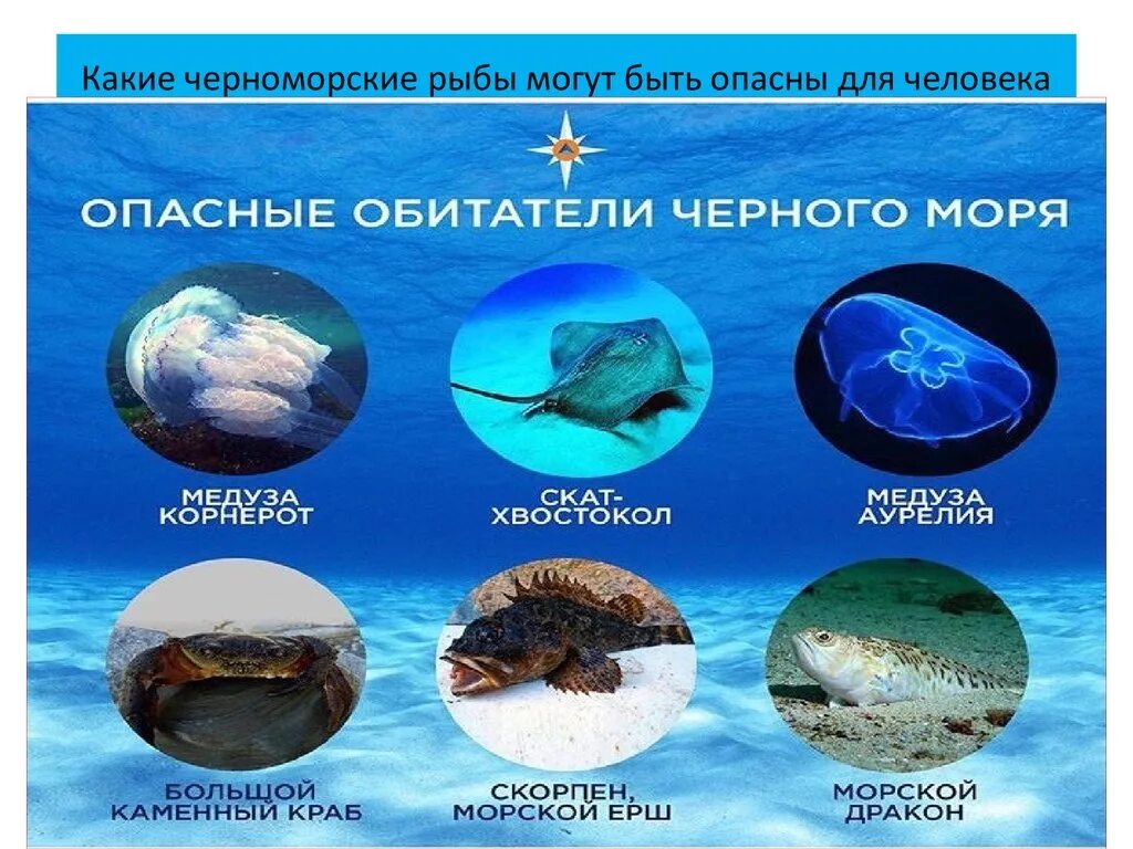 Обитатели черного моря. Черное море обитатели моря. Опасные обитатели черного моря.