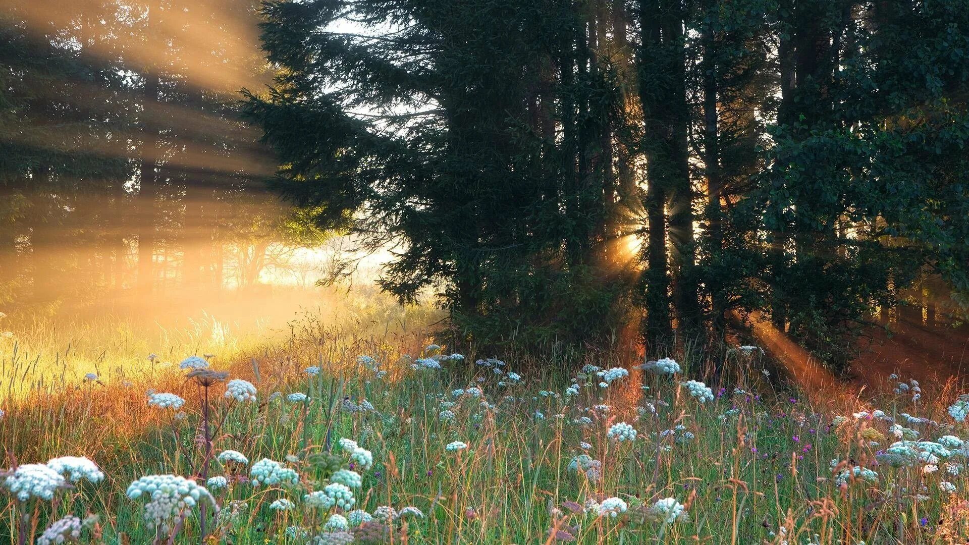 Утренний рассвет. Туман летом. Природа после дождя. Стога сена вечером. Поле со стогами сена.