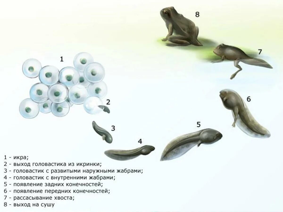 Фазы развития лягушки. Цикл развития лягушки 3 класс. Стадии развития лягушки схема. Звенья цикла развития лягушки.