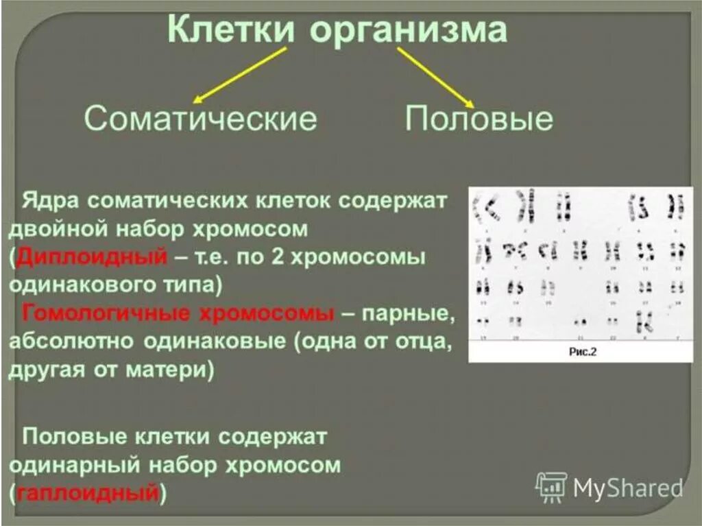 Набор хромосом в соматической и половой клетке. Соматическая клетка набор хромосом. Набор хромосом в половых клетках. Соматические клетки имеют набор хромосом. В половых клетках любого организма набор хромосом