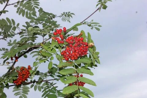 Купим рябину красную