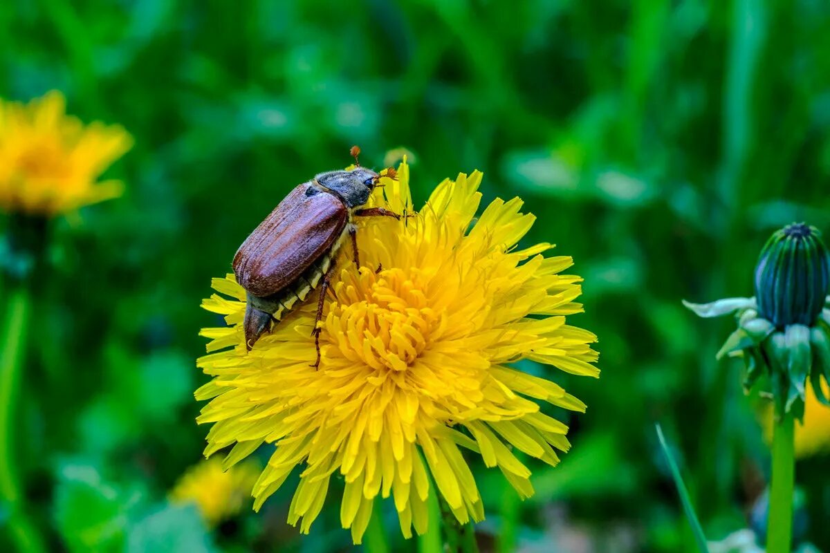 жук на одуванчике. жук одуванчик диванчик. жук сидит на одуванчике. жук на одуванчике. насекомые на одуванчике для детей.