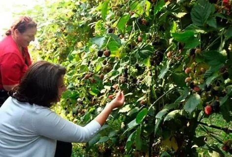 Чем подкормить ежевика весной для хорошего урожая