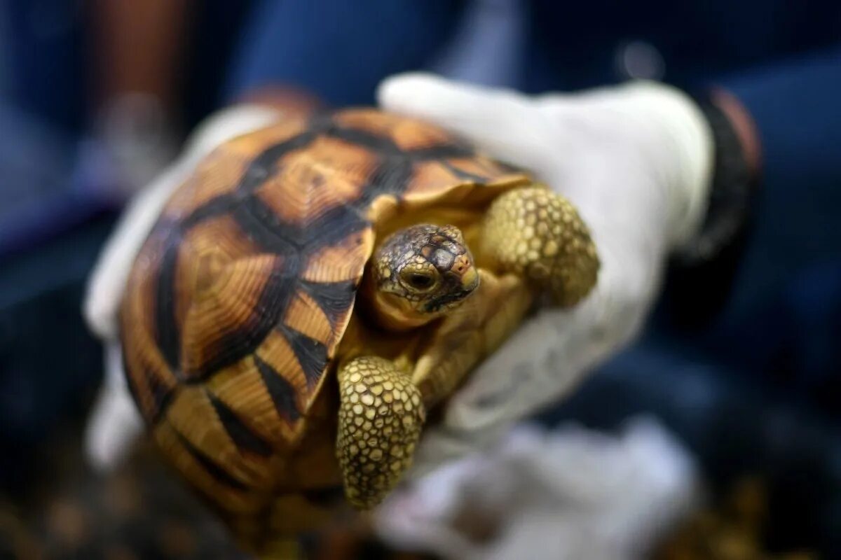 Черепаха редкие виды. Редкие черепахи. Самая редкая черепаха. Редкие виды черепах. Самая редкая черепаха в мире.