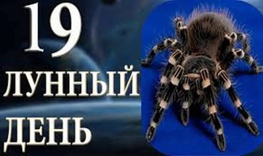 Символ 19 лунного дня. 19 Лунный день паук. 19 Лунный день характеристика. 19 День лунный лунный день. 19 апреля лунный