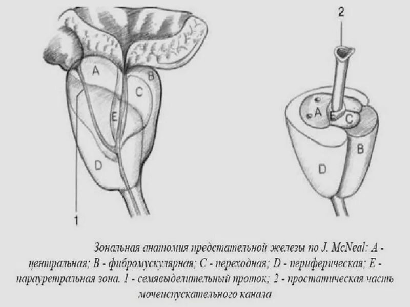 Простата крупный план. Схема строения предстательной железы. Схема долей предстательной железы. Строение предстательной железы доли.