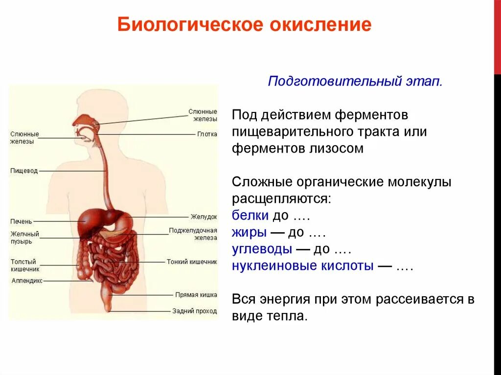 Какие вещества расщепляются ферментами. В каком отделе пищеварительного тракта расщепляются жиры. сложные органические молекулы расщепляются белки до жиры. жиры в пищеварительном тракте расщепляются до. углеводы пищи под действием ферментов расщепляются до.
