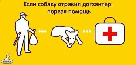 Отравили собаку что делать