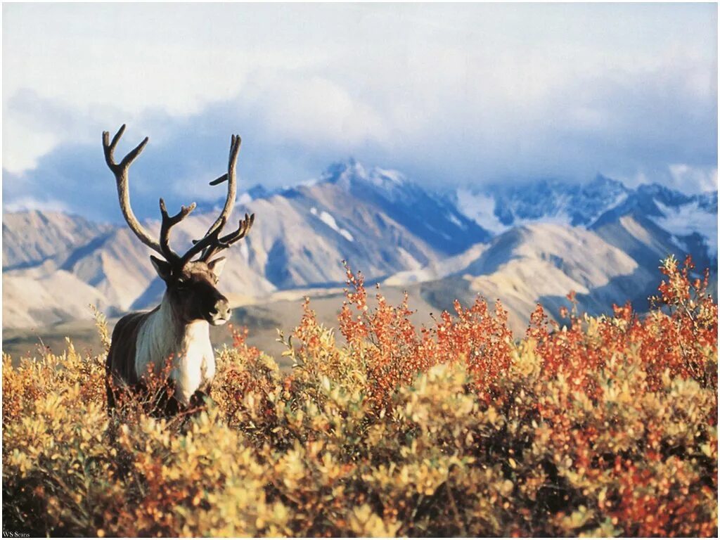 Caribou contests. северный олень карибу в северной америке. американские северные олени карибу. Caribou перевод. Caribou перевод.