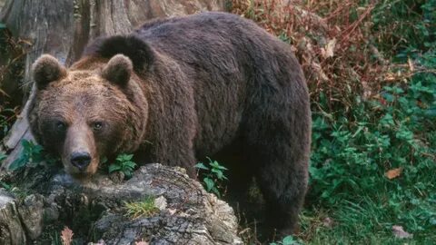 Much bears