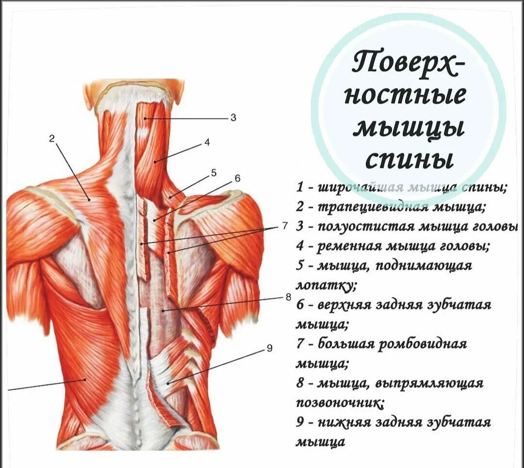 К мышцам спины относятся. Мышцы шеи и спины сзади анатомия. строение мышц шеи сзади. строение шейных мышц человека сзади. строение мышц шеи человека сзади фото с описанием.