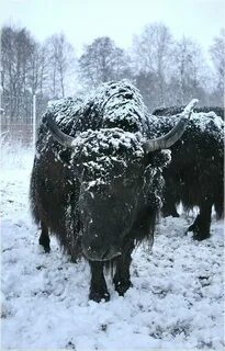 Снег яки
