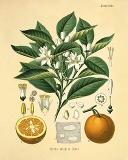 Neroli botanica отзывы