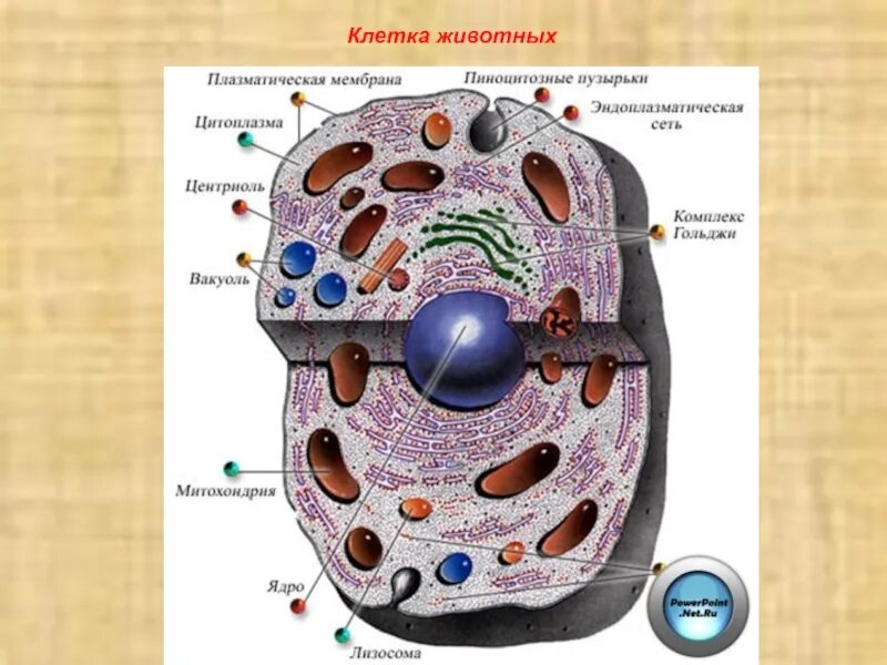 Есть ли у животных ядро