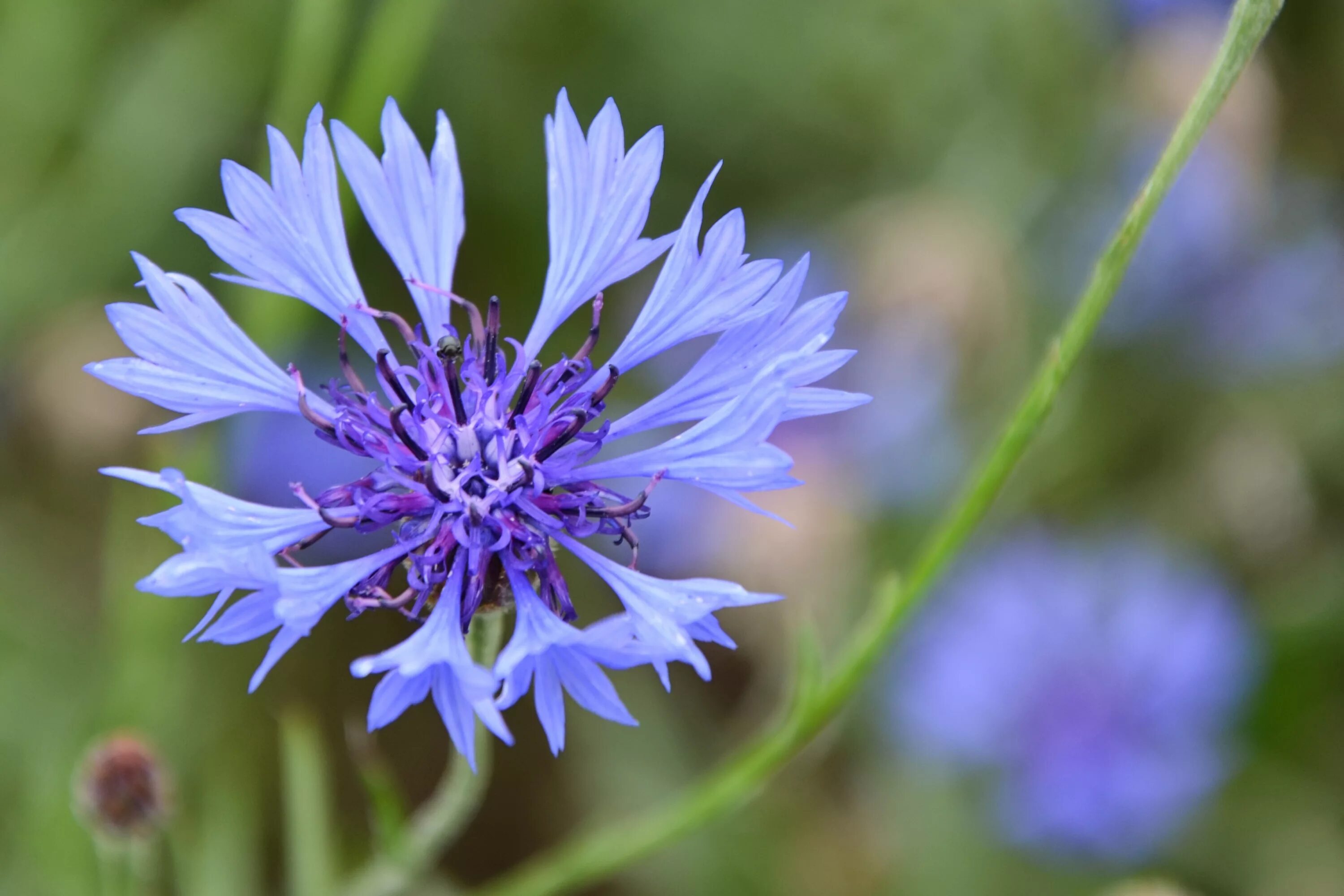 Брат василька. Василек полевой Centaurea cyanus. Василёк Боровой. Василек 'pulchra Major'. Василек горный, подбеленный.