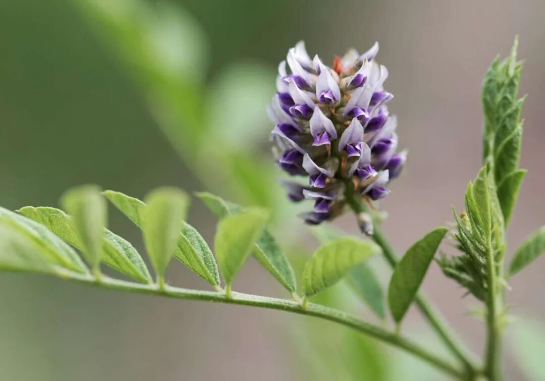 Солодка мята. Glycyrrhiza glabra. солодка glycyrrhiza glabra. солодка коржинского. солодка корень.