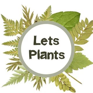 Lets plant