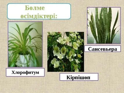 Күйеуі әйеліне, ал әйелі күйеуіне жұлқиды.