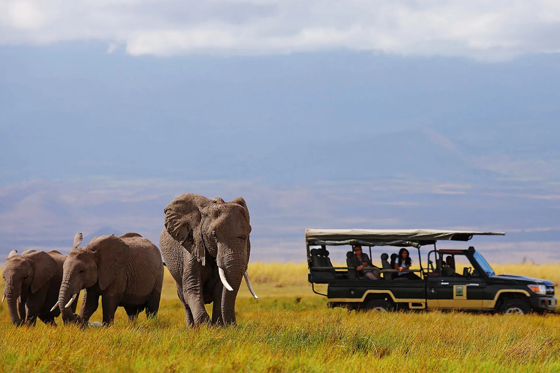 Wildlife adventure. Парк Амбосели в Африке. Национальный парк Амбосели Кения. Африка Найроби сафари.