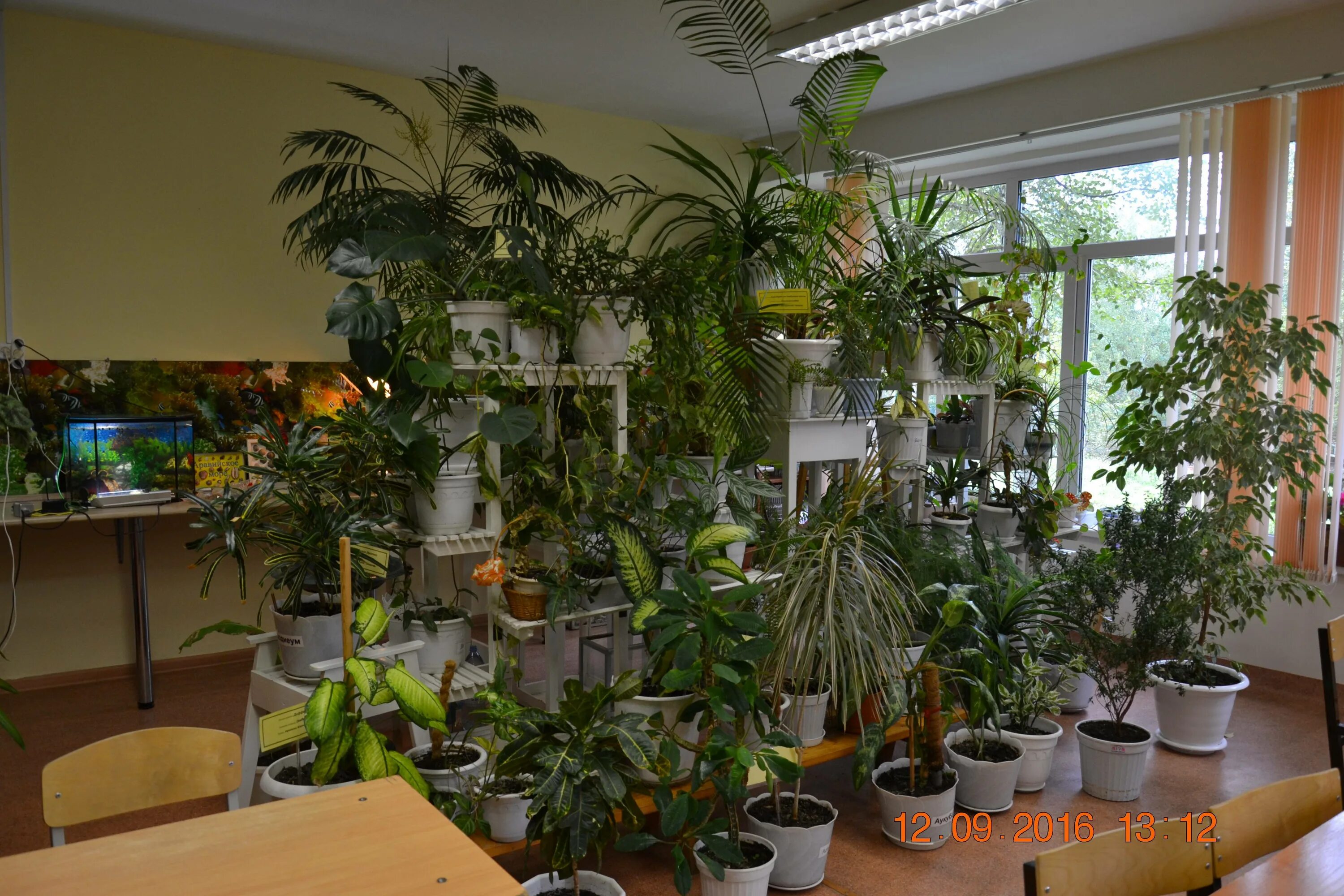 Самый зеленый класс. Комнатные растения в школе. Озеленение школьного кабинета. Зеленый уголок в школе. Комнатные растения в школьном классе.