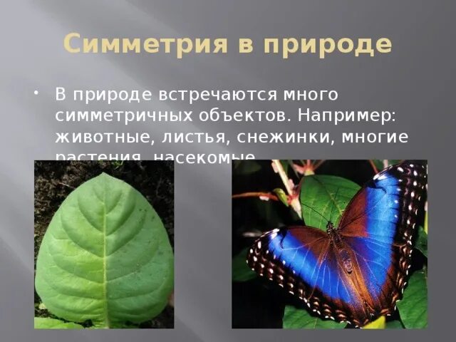 2 примера симметрии из жизни Презентация "Симметрия в пространстве" по математике скачать проект
