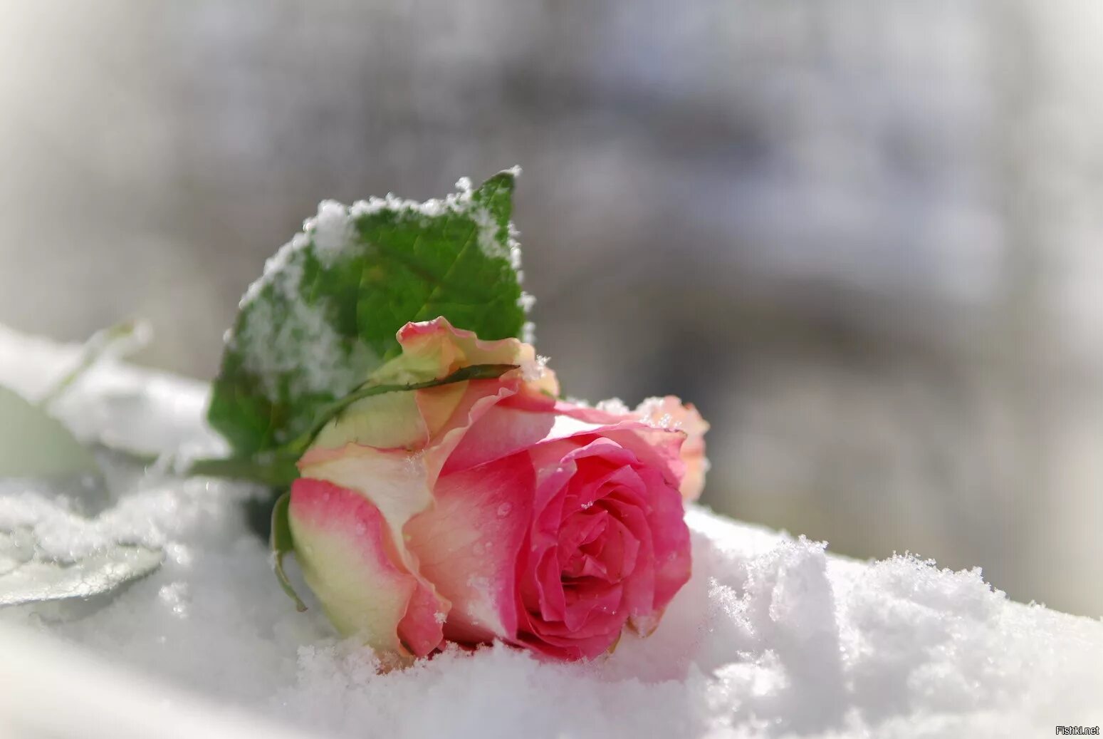 Розы в холодную воду или теплую. Розовые розы на снегу. Зимние цветы. Цветы зимой. Нежные цветы в снегу.