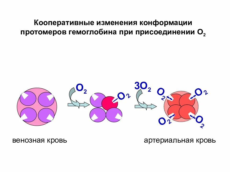 Изменение конформации. Кооперативность изменения конформации протомеров. Кооперативные изменения конформации протомеров гемоглобина. Кооперативное взаимодействие протомеров гемоглобина. Изменение конформации гемоглобина.